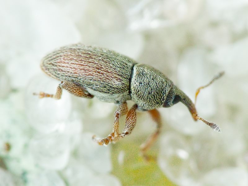 Curculioninae
